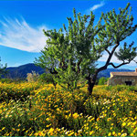 Camino de Raiguer. Santa Maria