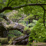 2022 APR 奈良公園13（萬葉植物園）