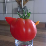 Tomatenvogel 2014