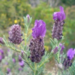 Lavandula stoechas