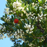 Arbutus unedo