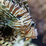 Lionfish