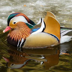 Mandarina Duck