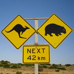 Les fameux panneaux jaunes : à gauche c'est un kangourou mais à droite? à votre avis? le premier qui m'envoie la bonne réponse gagne un paquet de haribo ;)