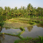 Une allade dans les rizières près de Ubud