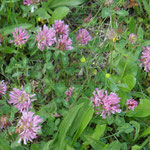 Rotklee / red clover