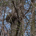  Nestbau - zufällig schaute ich nach oben und entdeckte dieses Nest. Der Vogel war gerade beim Bau, er saß direkt daneben, flog aber durch meine Bewegung weg.