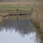16. Platz 84 Punkte - Silberreiher und Kormoran - Foto: Karl-Horst Fricke