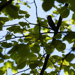 15. Platz, 89 Punkte - Silhouette - Foto: Pertti Raunto