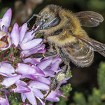 Wildbiene - Ort: Boberger Heide - Foto: Adolf Dobslaff