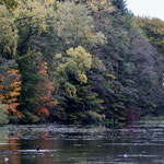 Herbst - Ort: Mühlenteich Aumühle - Foto: Hans Jeikowski