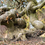 16. Platz 91 Punkte - Baum Botanischer Garten- Foto: Monika_Stock