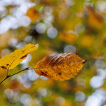 5. Platz - 126 Punkte - Herbstfarben - Foto: Britta Hamann