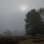 Lüneburger Heide - Foto: Willi Heinsohn