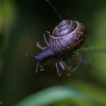 Schnecke Ort: Friedhof Ohlsdorf - Foto: Holger Tobuschat