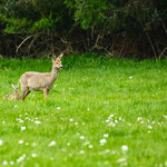 11. Platz 118 Punkte - Small and Sweet in the Frame - Foto: Romana Thurz