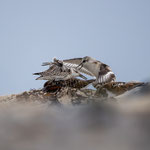 Kabbelei unter Sanderlingen - Ort: Helgoland - Foto: Janne Reisdorf