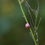 7. Platz 142 Punkte - Schnecke auf Strauch - Foto: Pertti Raunto