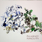 Plumbago auriculata.  Acuarela sobre papel arches de 300 gm. 23x31 cm. 130 €.