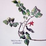 Tecomaria Capensis. Acuarela sobre papel arches de 300 gm. 33x26 cm.  120 €.