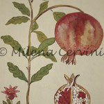 ERBARI MELOGRANO - affresco a secco su tela con malta e terre naturali colorate - 25x30 cm