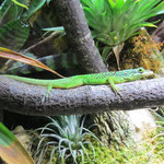 Gefleckter Martinique Anolis Männchen