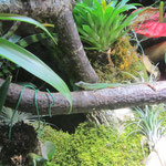 Gefleckter Martinique Anolis Männchen