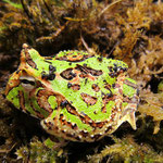 Chaco Hornfrosch