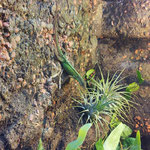 Gefleckter Martinique Anolis Weibchen