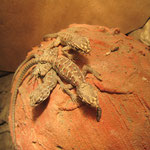 junge Leopardleguane