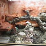 Leopardleguan Terrarium