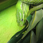 Rhadinophis prasinum