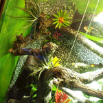 Rotkehlanolis Tarrarium