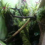 Gefleckter Martinique Anolis Tarrarium