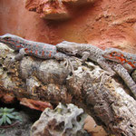 Leopardleguane