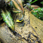 Färberfrosch
