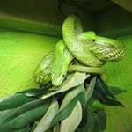 Rhadinophis prasinum