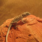 junger Leopardleguan