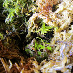 Chaco Hornfrosch