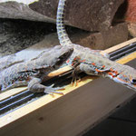 Leopardleguan Weibchen