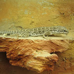 Leopardleguan