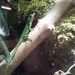 Gefleckter Martinique Anolis Männchen