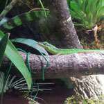 Gefleckter Martinique Anolis Männchen