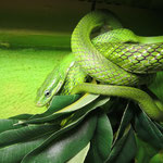 Rhadinophis prasinum