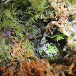 Chaco Hornfrosch