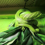 Rhadinophis prasinum