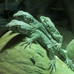 junge Leopardleguane