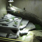 Stachelschwanzwaran Terrarium