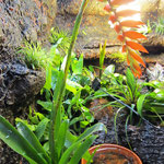 Goldbaumsteiger Terrarium