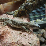Leopardleguan Weibchen